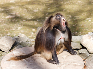The gelada (Theropithecus gelada)