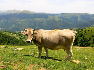 Fototapeta na wymiar Vaca en libertad, Pirineos