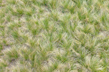 grass from a mountain meadow
