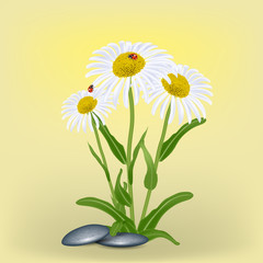 Chamomile, camomile flower, ladybug, stone. Realistic vector illustration