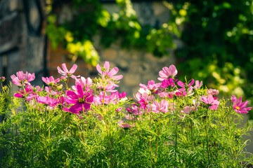 Blooming cosmos flowers