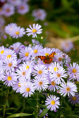 Obraz premium Butterfly on lilac daisy flowers in sunny day. Selective focus.