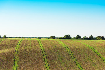 Agricultural field on a hill with young sprouts