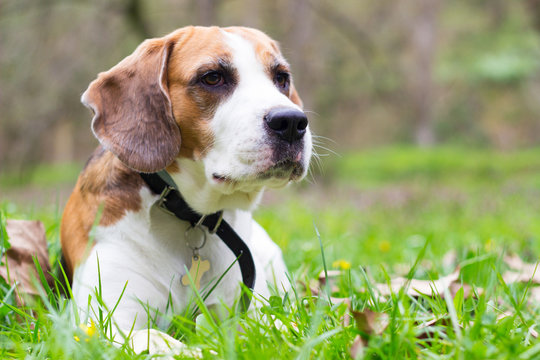 Curious Beagle dog