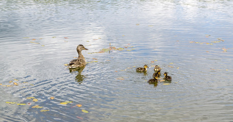 Duck with ducklings on pond