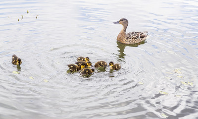 Duck with ducklings on pond