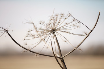 dry cow parsnip plant on field in early spring, shallow focus