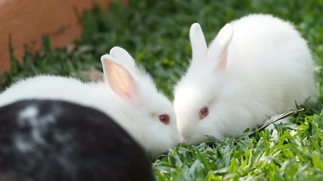 Rabbit eating green grass.