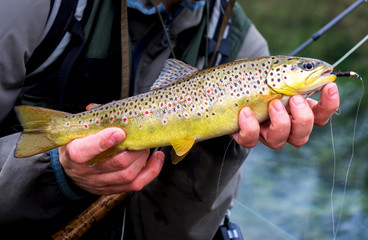 Brown Trout - 107559088