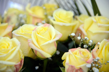 Fresh yellow rose close. Background of roses. The flowers are beautiful. A bouquet of roses.