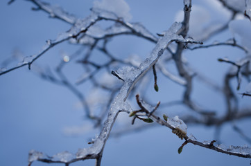 Fototapeta na wymiar Ice Blue Twigs