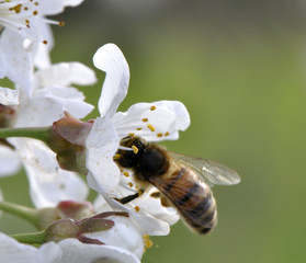 Abeille butinant