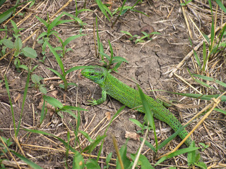 Green lizard (lacerta) watching in  grass