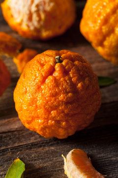 Raw Organic Gold Nugget Mandarin Oranges