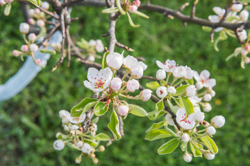 pear tree flowers blossom