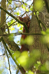 Eichhörnchen im Baum - obrazy, fototapety, plakaty