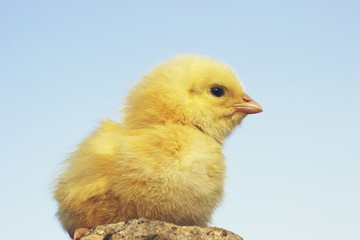yellow chicken on a background of the sky