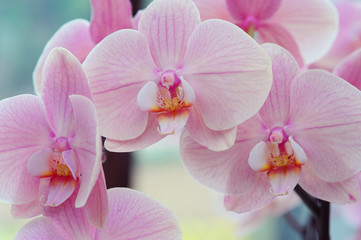 Naklejka na ściany i meble Beautiful orchids close up