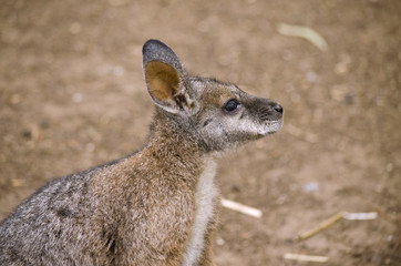 tammar wallaby