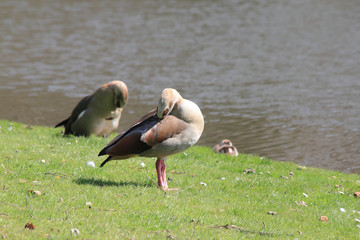 Egyptian Goose   (Alopochen aegyptiacus)