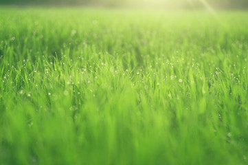 Fototapeta na wymiar Spring bright and juicy green grass background, with soft sunlight.
