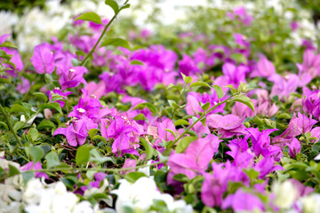 Fototapeta premium purple flower background 3588