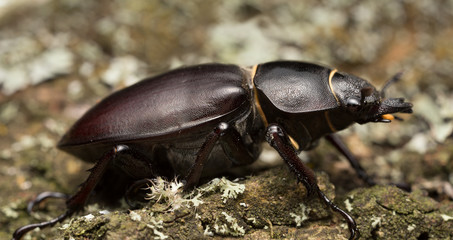 Macro photo of a female stag beetle, Lucanus cervus on wood