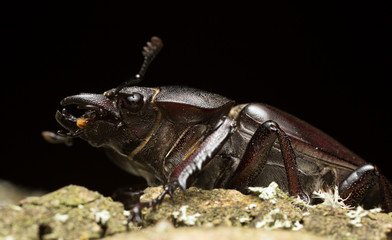 Macro photo of a female stag beetle, Lucanus cervus on wood