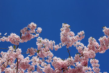 spring blooming tree, pink cherry blossom