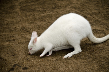 albino wallaby