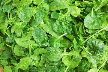 Leaves of fresh green spinach