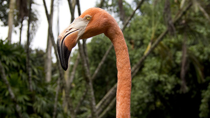 Staring Flamingo Close-Up