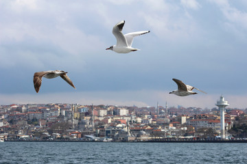 Fototapeta na wymiar Seagulls on Bosphorus in Istanbul, Turkey.