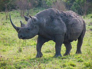 Fototapeta premium wild black rhinoceros or hook-lipped rhinoceros in Masai Mara