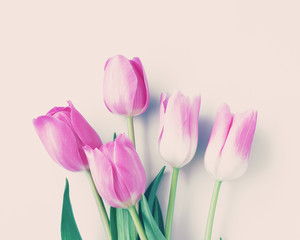 Pink tulips over beige background