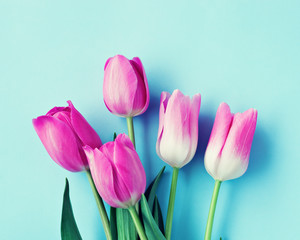 Pink tulips over turquoise background