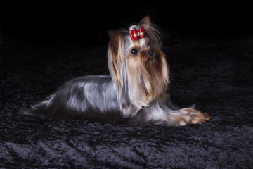 Naklejka premium Cute Alert Yorkshire Terrier Lies on Black Blanket