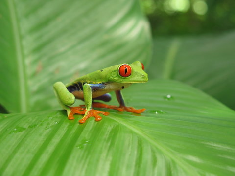 Red Eyed Smiling Green Tree Frog On The Leaf