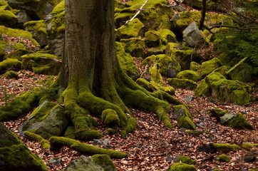 tree and stones covered by moss