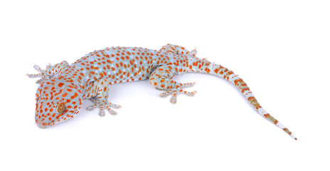 gecko