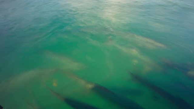 miami florida summer day tarpoon famous fish bay 4k time lapse usa
