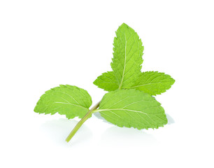 Fresh mint isolated on the white background