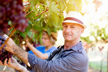 Man in vineyard