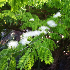 Rare Brazilian Rain Tree (Pithecellobium tortum or Chloroleucon tortum) in Bloom