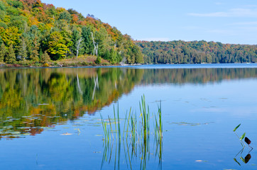 Forest lake