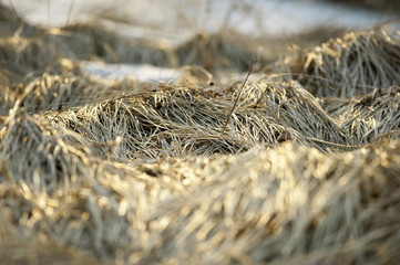 mashed early spring grass with sunbeams closeup