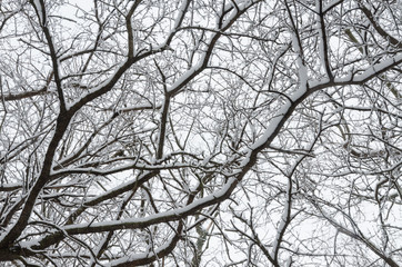 Trees covered by snow