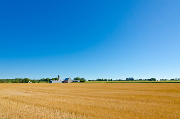 Fototapeta premium wheat field