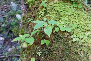 剣山にて　倒れた巨木から新しい草木が生まれる