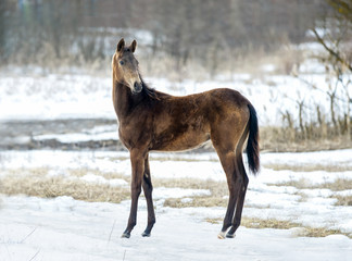 akhal-teke colt posing on a early spring meadow